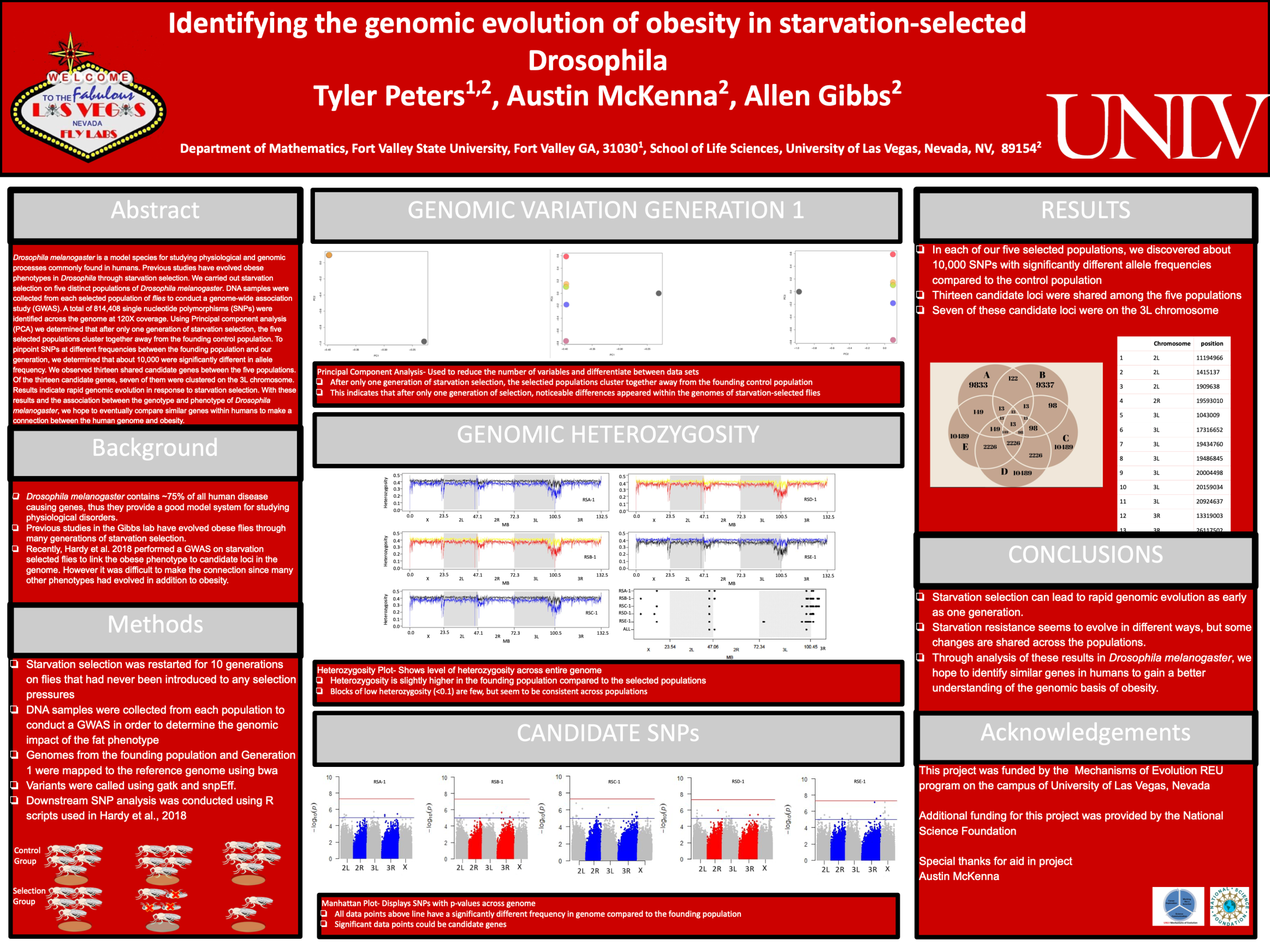 Research poster on genetic changes in starvation-selected fruit flies, with methods, charts, and findings